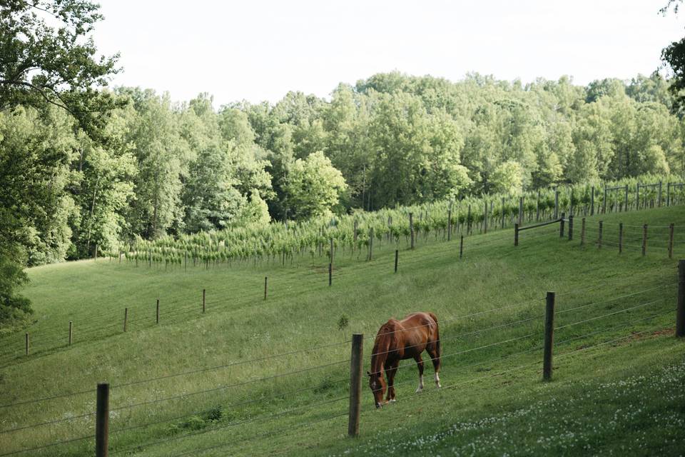 Rooster, one of our horses