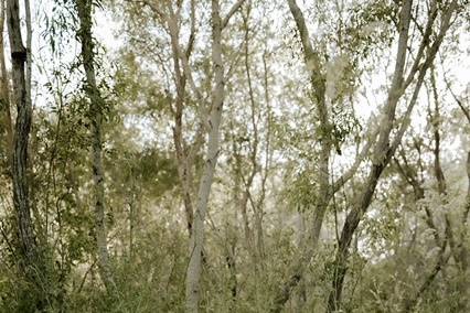 Elopement Picnic in Sage