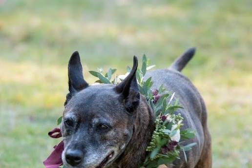 Wedding Pup