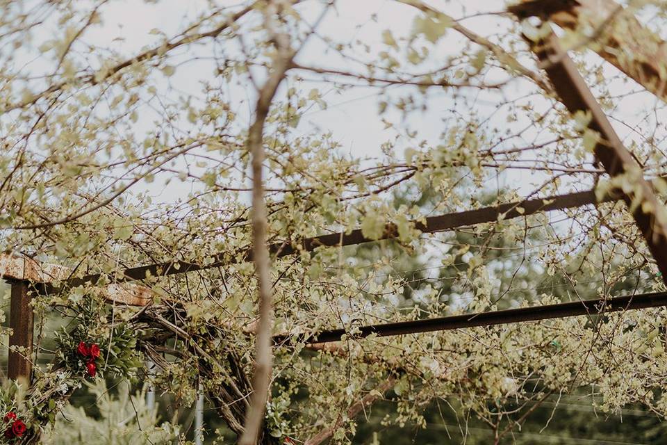 Beautiful Grape arbor Wedding