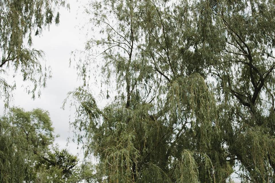 Outdoor Backyard Wedding