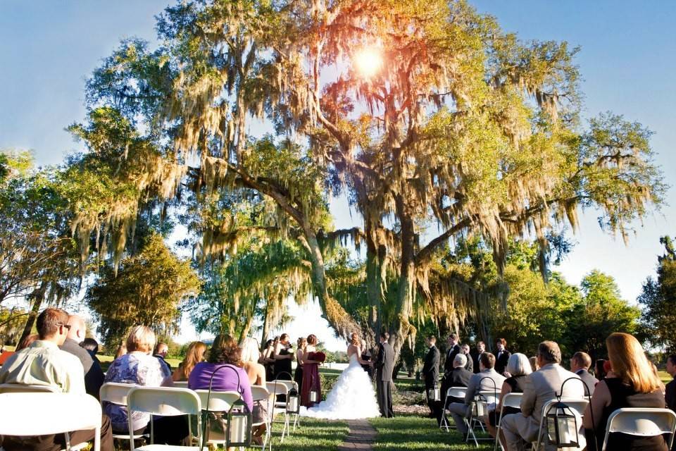 Wedding ceremony by the big tree