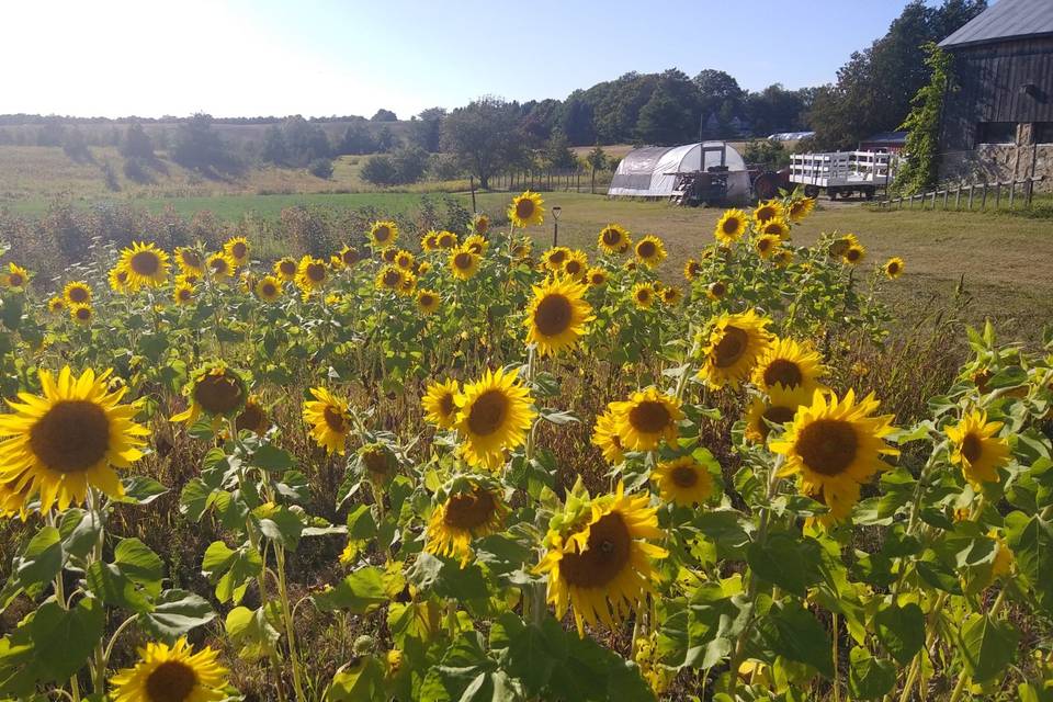 September Sunflowers