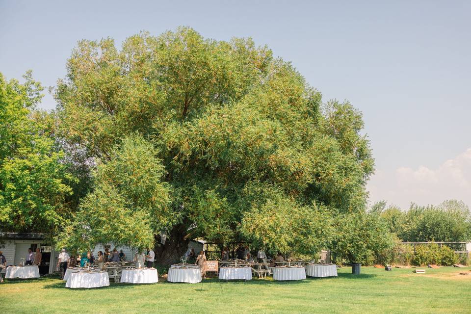 Our willow is 100+ years old