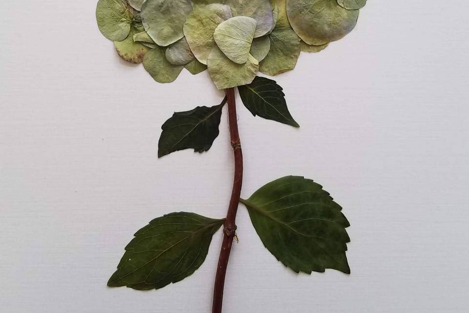 Close Up - Herbarium Board