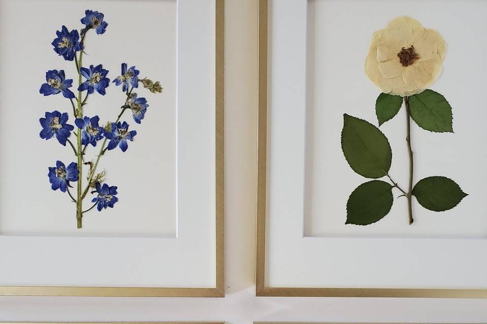 Framed Herbarium Boards