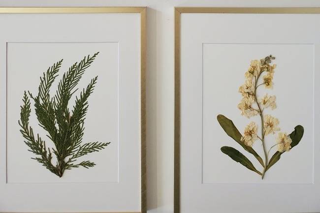 Framed Herbarium Boards