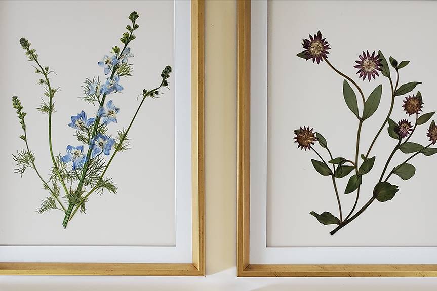 Framed Herbarium Board Set