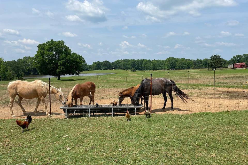 Sunshine Acres Ranch