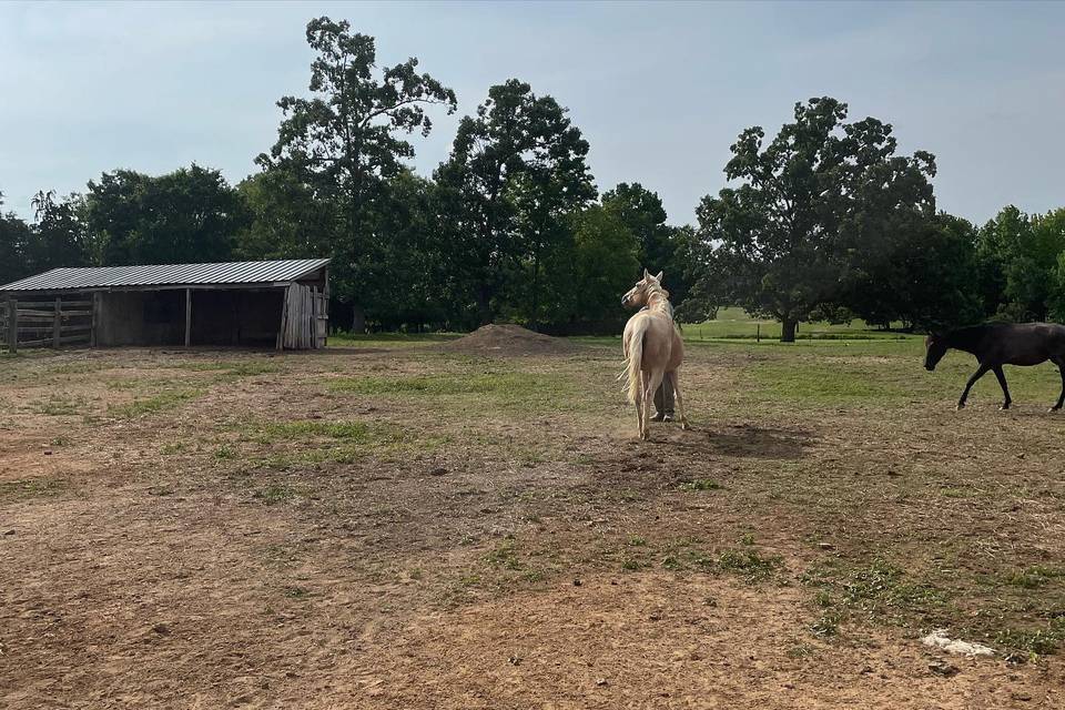 Sunshine Acres Ranch