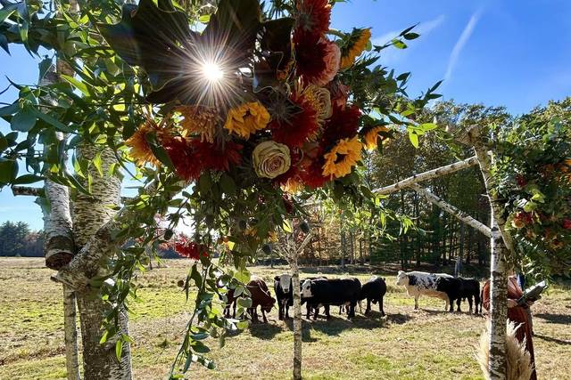 Cows and vows