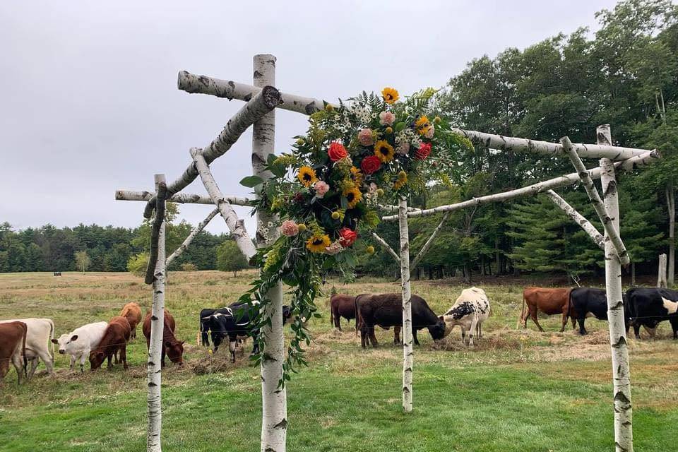 Cows and vows