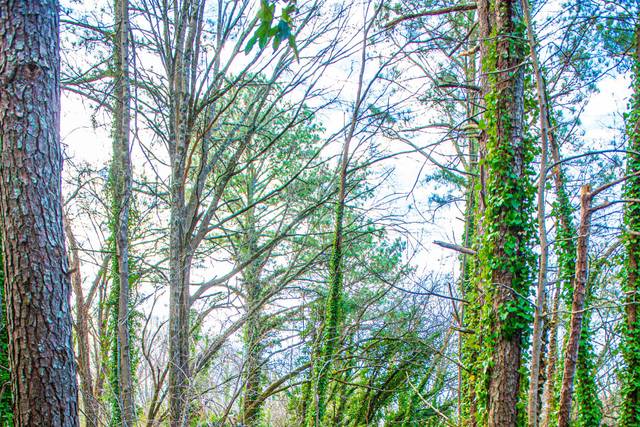 77 acre site offers photo ops