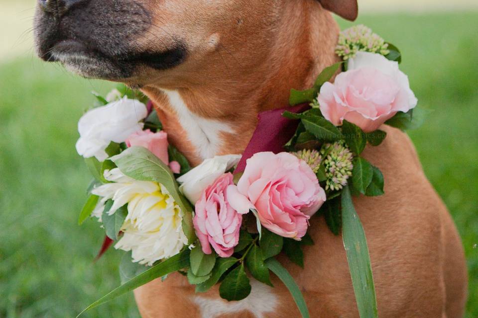 Dog flower collar