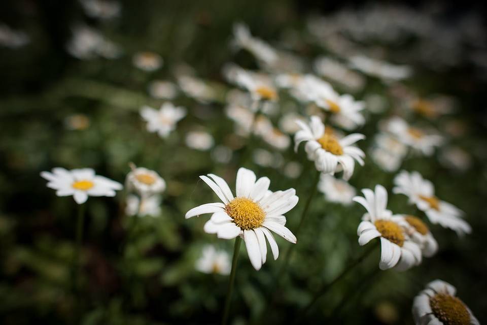 White flowers