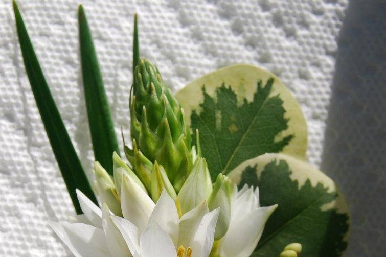 Flowers in Blume