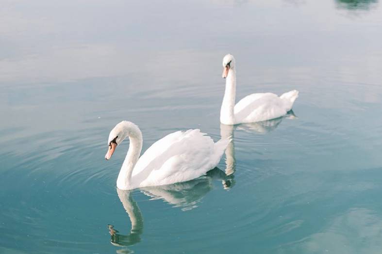 Fred and Ginger our Swans