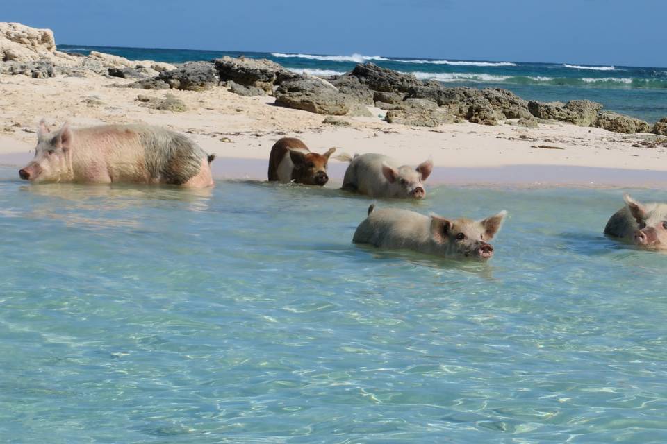 Bahamas - Swimming w/the pigs