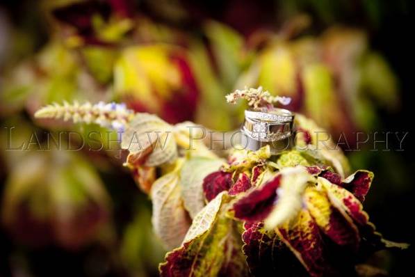 Landshaw Photography