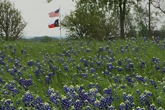Bluebonnets in the Spring