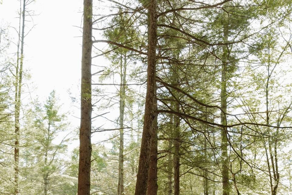 Forest Chapel