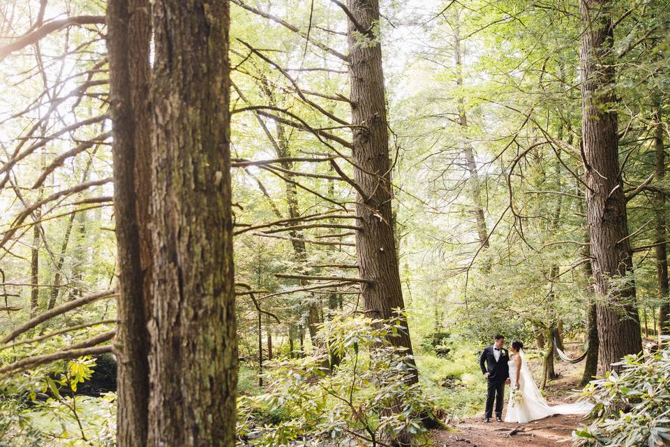 Streamside Forest