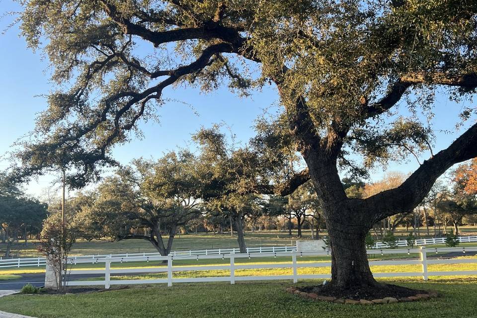 Oak trees surrounding