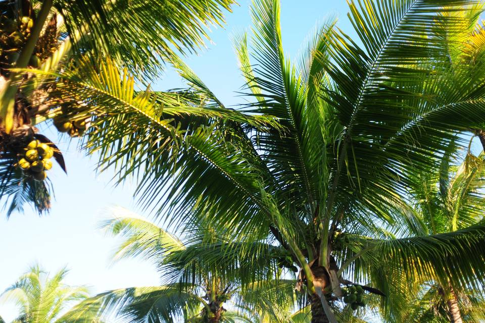 Palms in Paradise