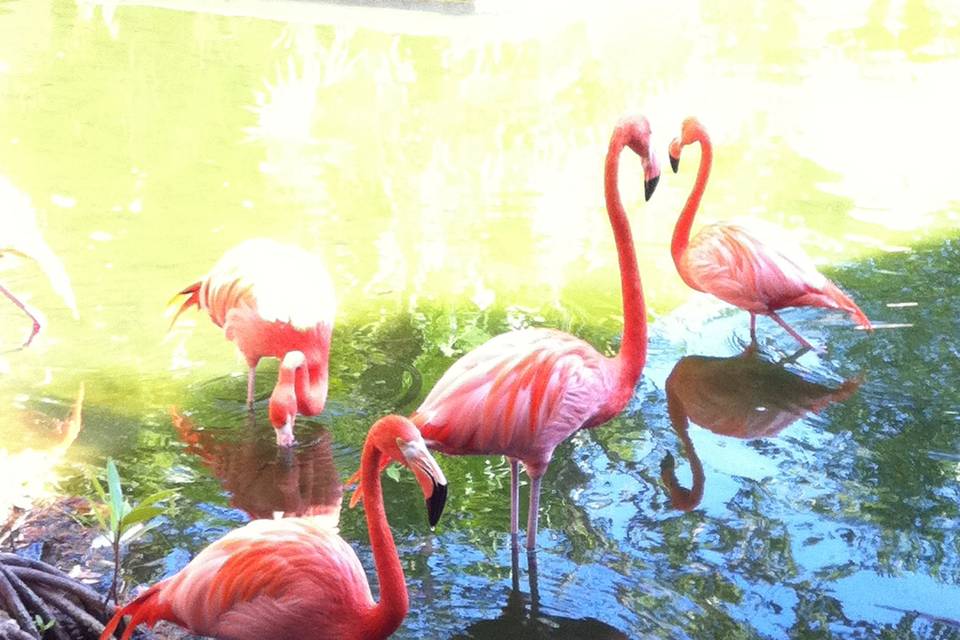 Flamingos