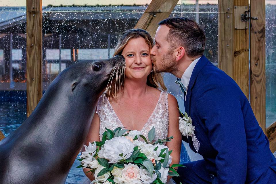 Friendly Sea Lion Kisses
