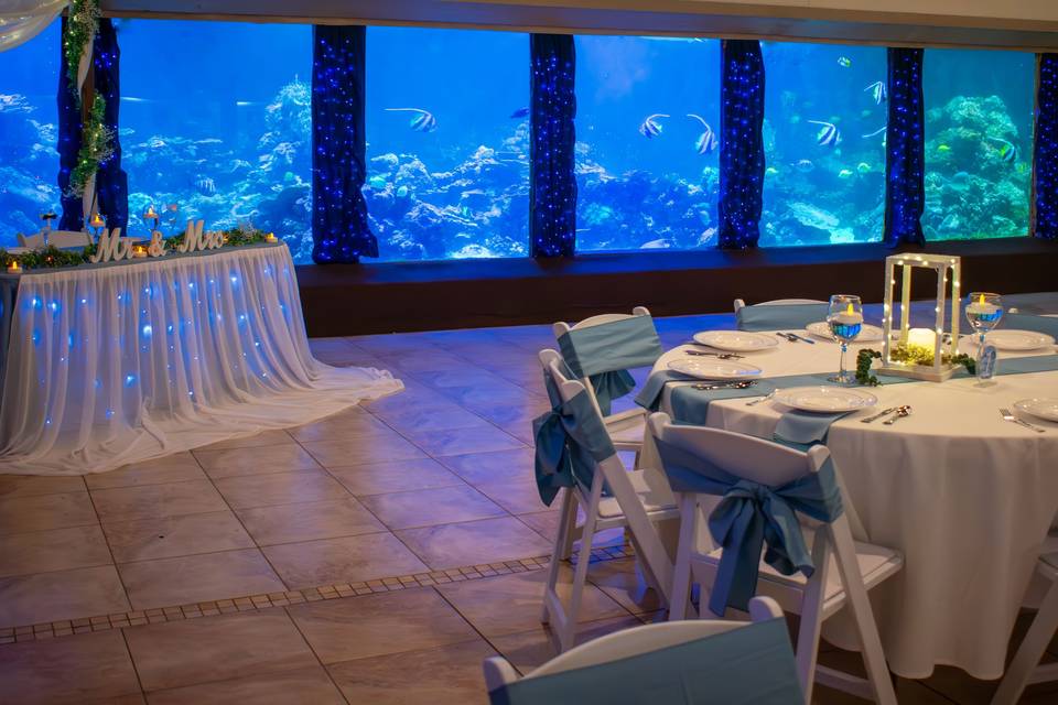 Beautiful 8-foot aquarium view