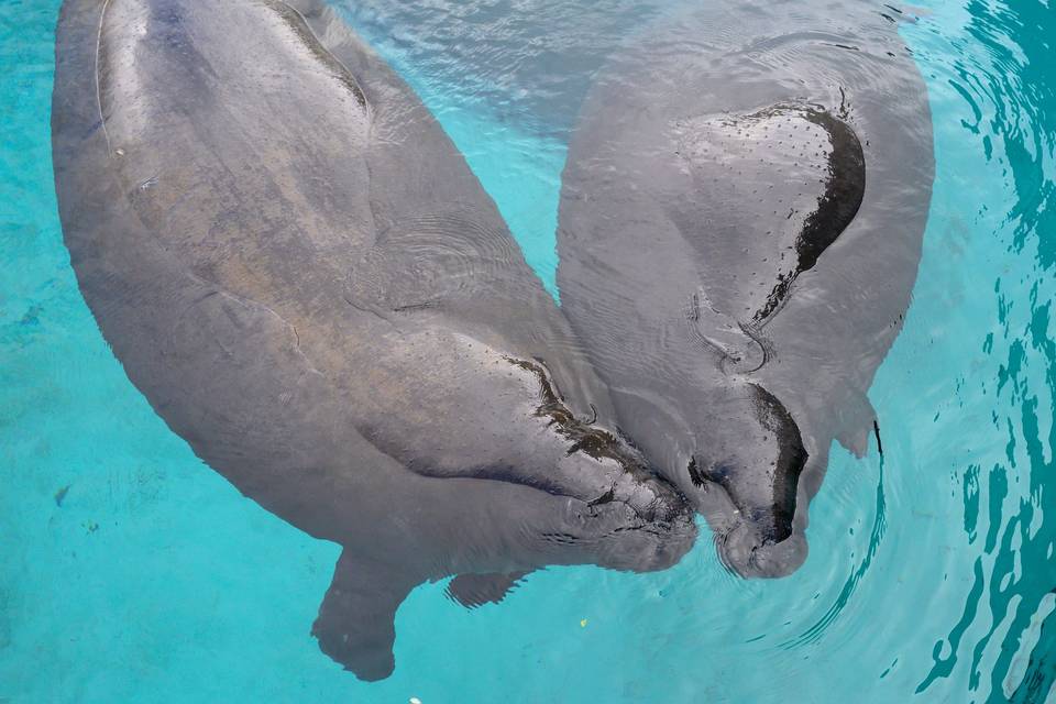 Manatees join the party