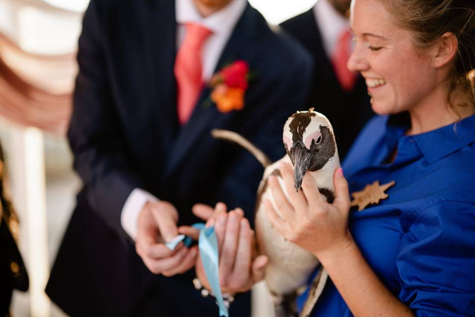 Penguin Ring Bearer