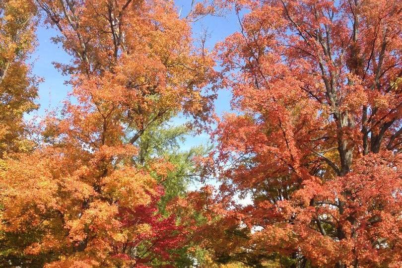 Picturesque farm lane in autumn