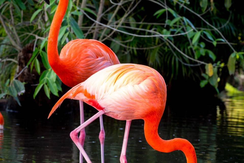 The beautiful flamingos