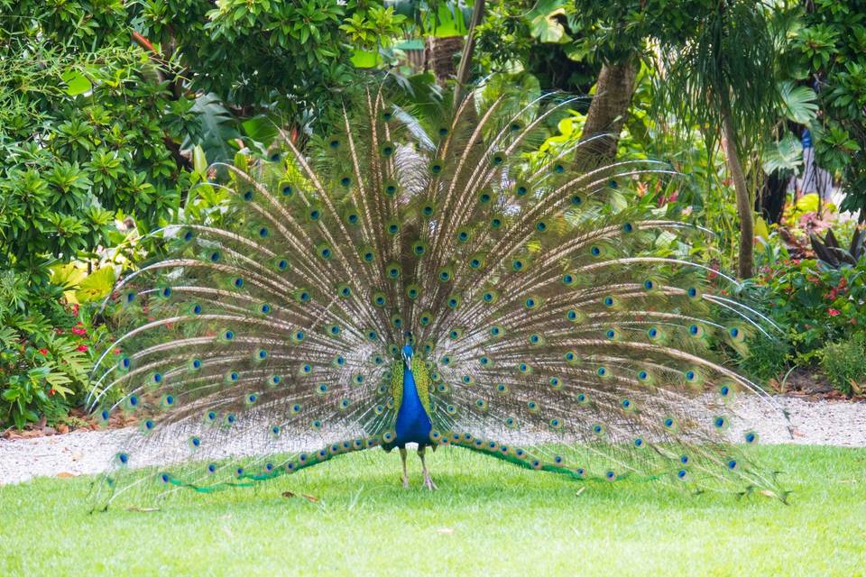 Free-roaming wild peacocks