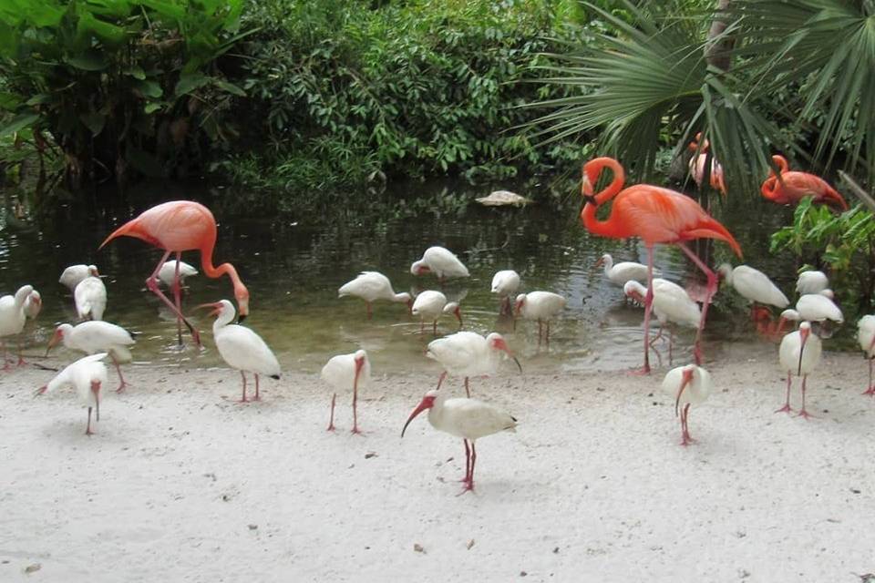 Flamingo Beach with wildlife