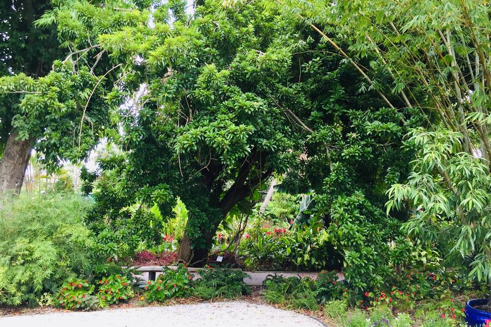 Greenery for your backdrop