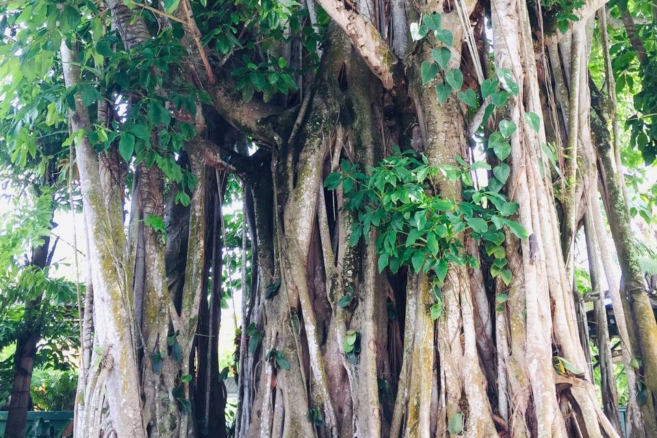 Great Banyan tree