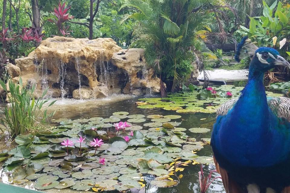 Flamingo Lagoon waterfall