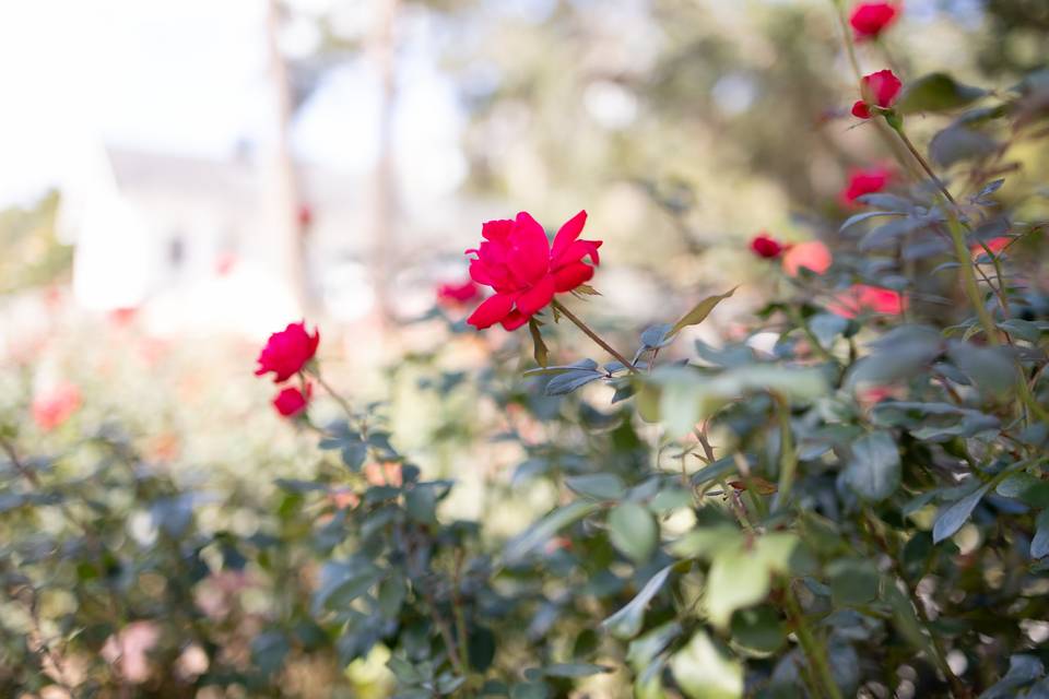 Gardens of beauty