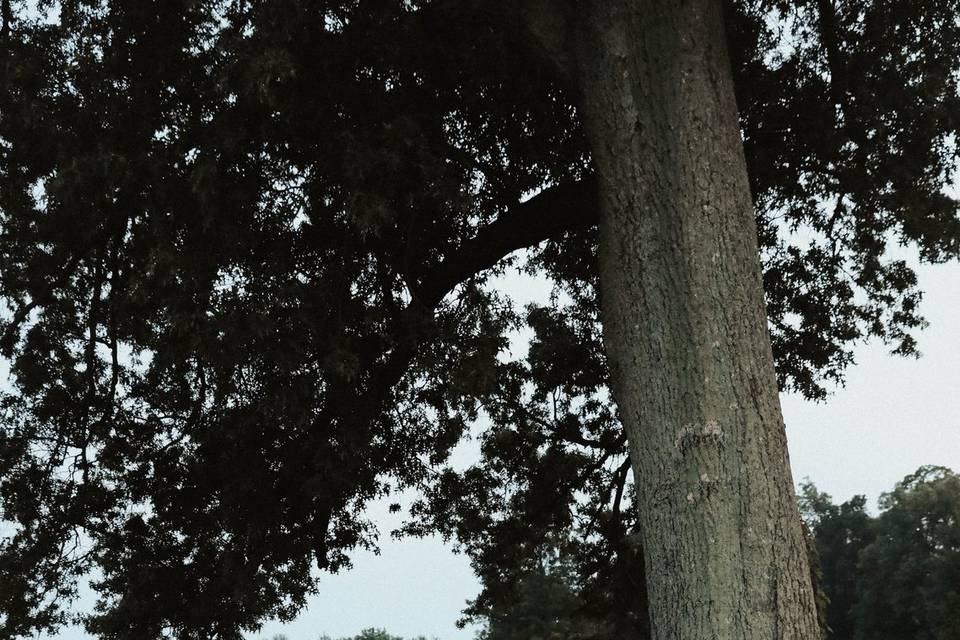 100 Year Old Oak Tree