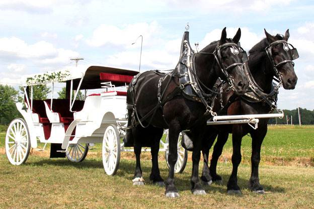 Spring Mist Farms- Carriage Service