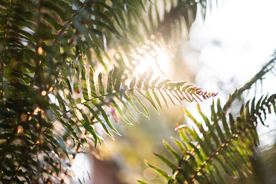 Sunlight through the ferns