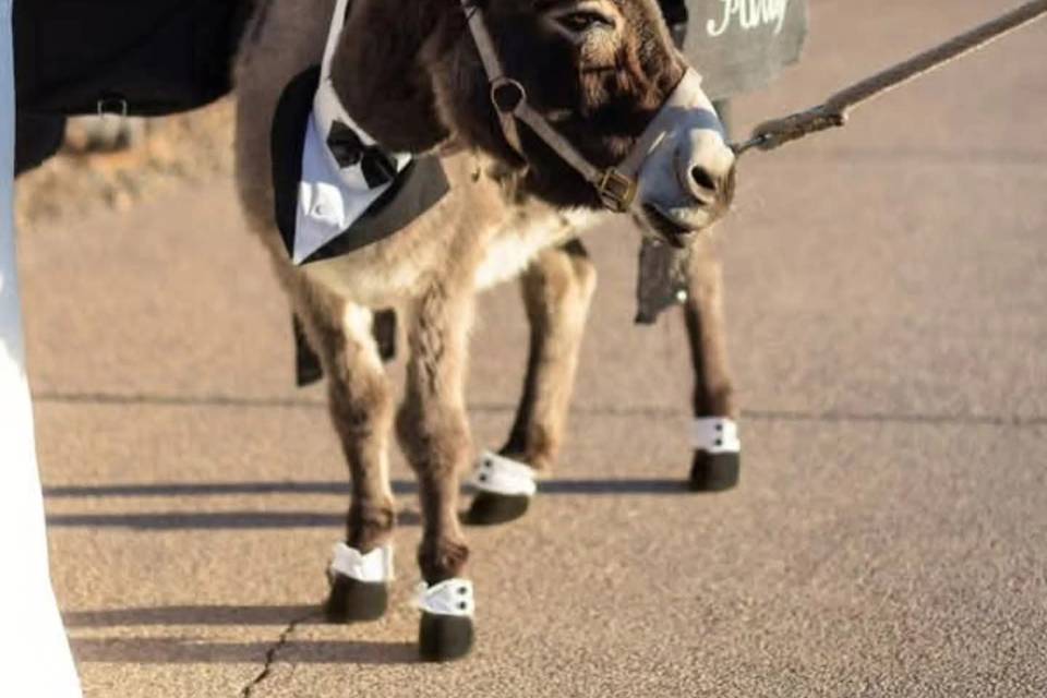Black Tie Burro