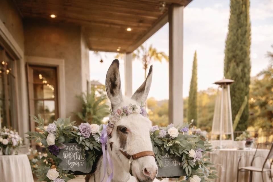 Tucson Beer Burro
