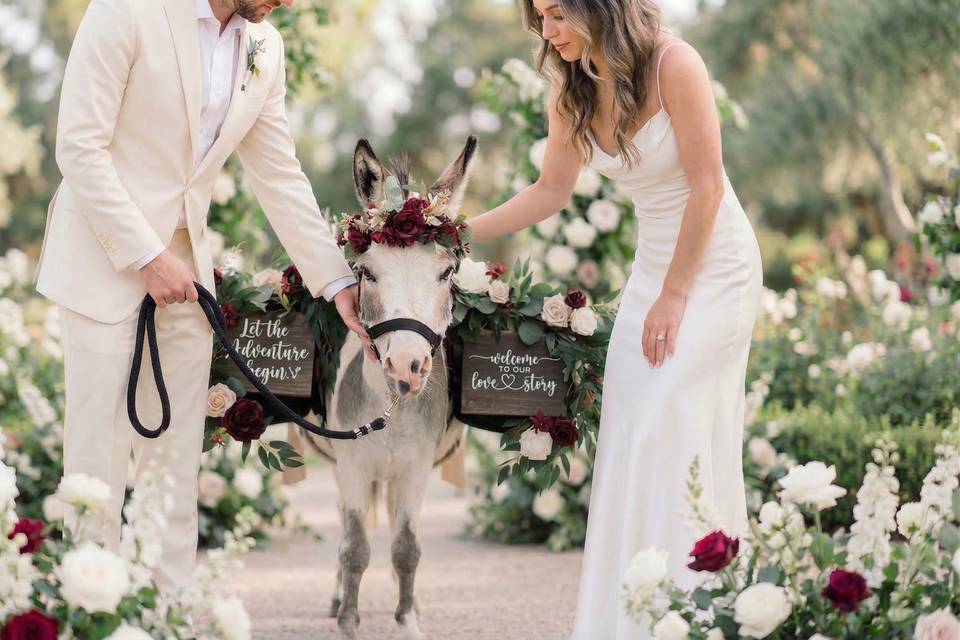 Walking M Farms - Wedding Donkeys