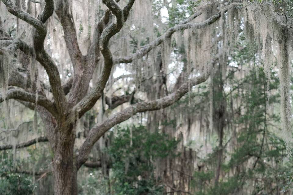 Florida Wedding Photographer