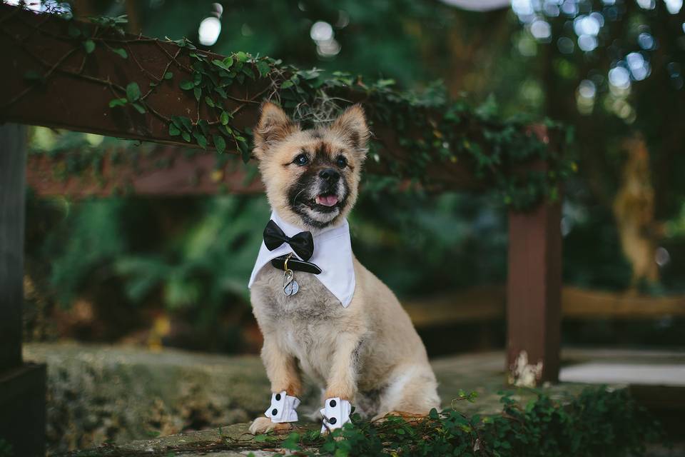 Dogs at Weddings