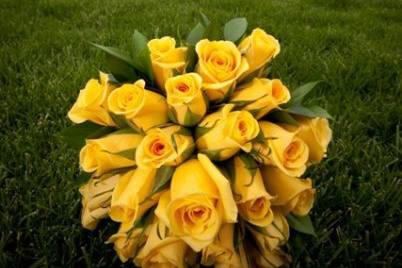 Royal rose collection yellow